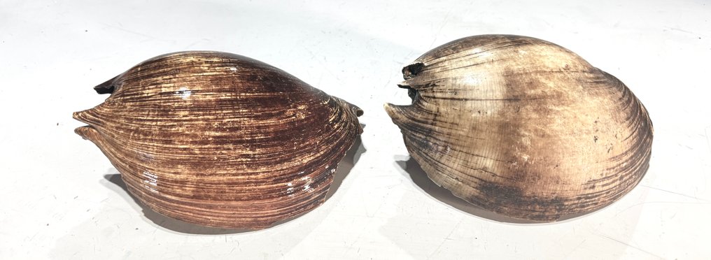 Σετ δύο κελύφη αυχένα Bailer - Δυτικό Πάπυα  (χωρίς τιμή ασφαλείας) #1.0