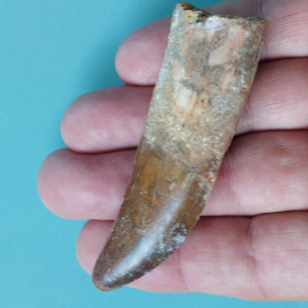 Dinosaur - Fossil tooth - Carcharodontosaurus sp. Gigantischer Zahn mit Wurzelerhaltung - 82 mm - 25 mm #1.0