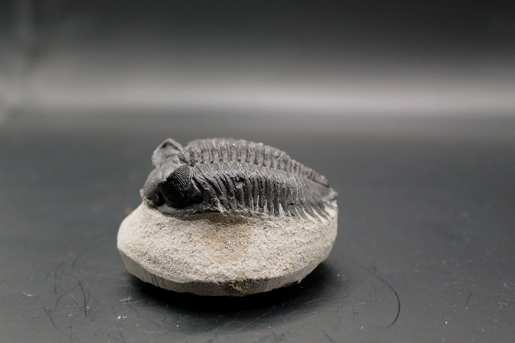 Trilobita - Matriz fóssil - Coltraneia  (Sem preço de reserva) #1.0