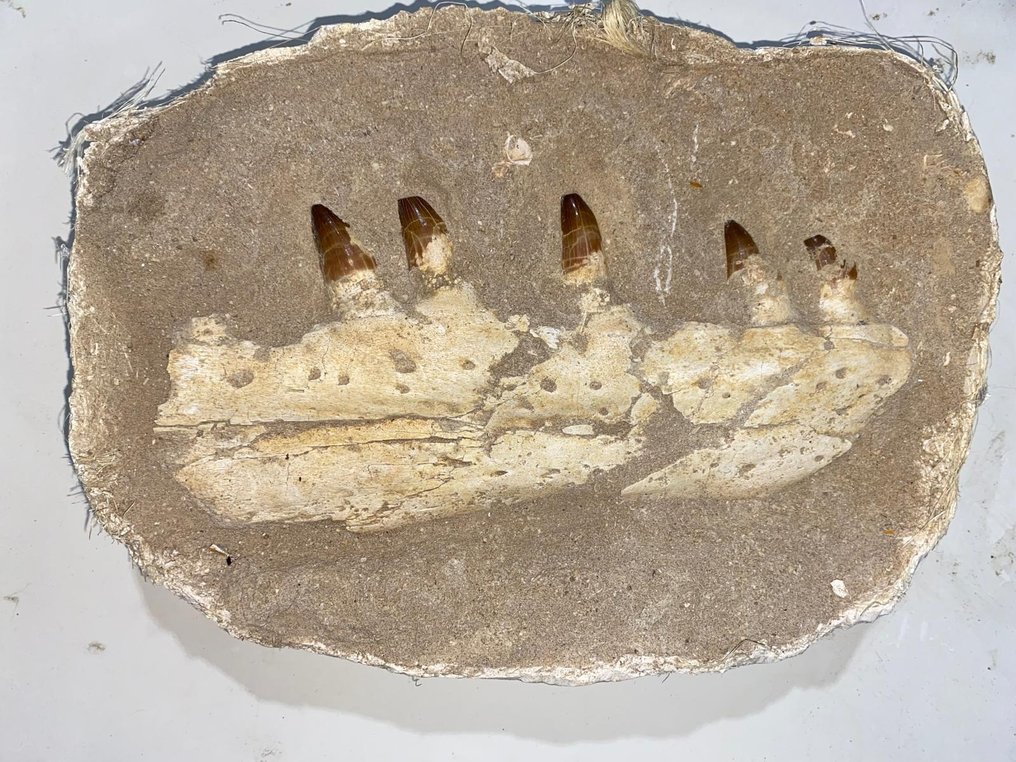 Mosasaur - Fossil tooth - 27 cm - 11.5 cm (No reserve price) #1.0