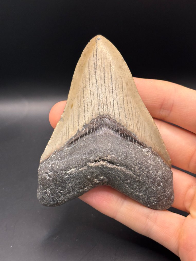Megalodon - Απολιθωμένο δόντι - Carcharias Megalodon - 9.9 cm - 7.2 cm #2.1
