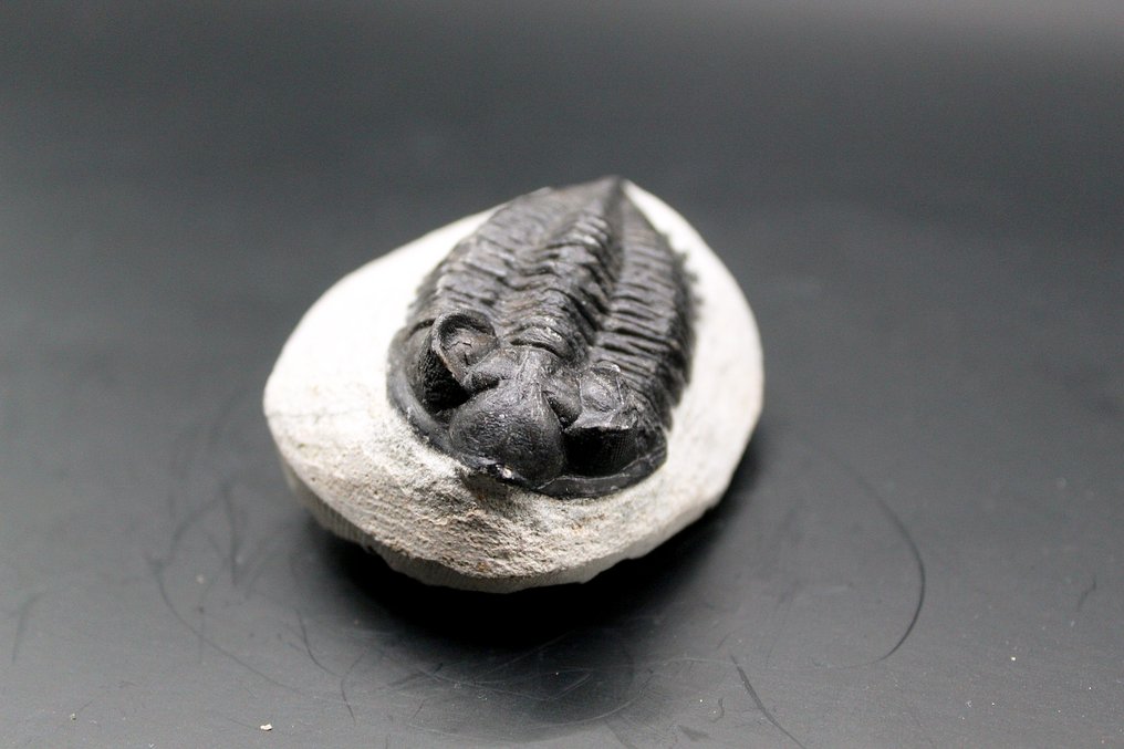 Trilobite - Fossil matrise - Coltraneia  (Ingen reservasjonspris) #3.2
