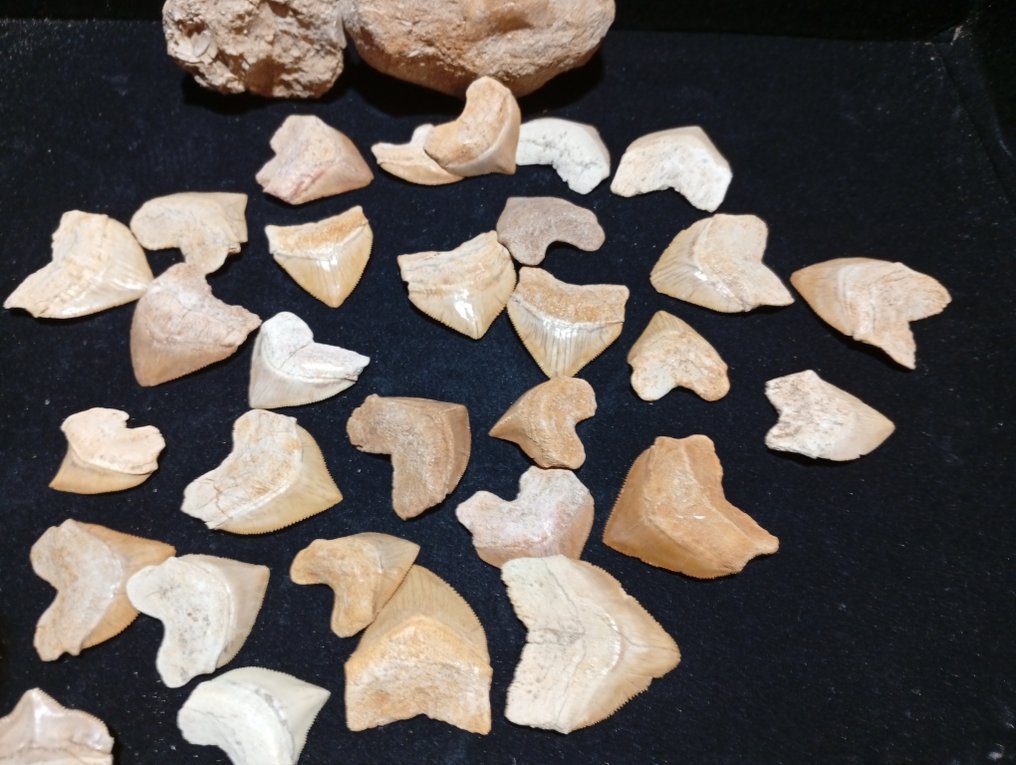 Shark Set of teeth - Corax - 4 cm - 3 cm - 0 cm - (32) #1.0