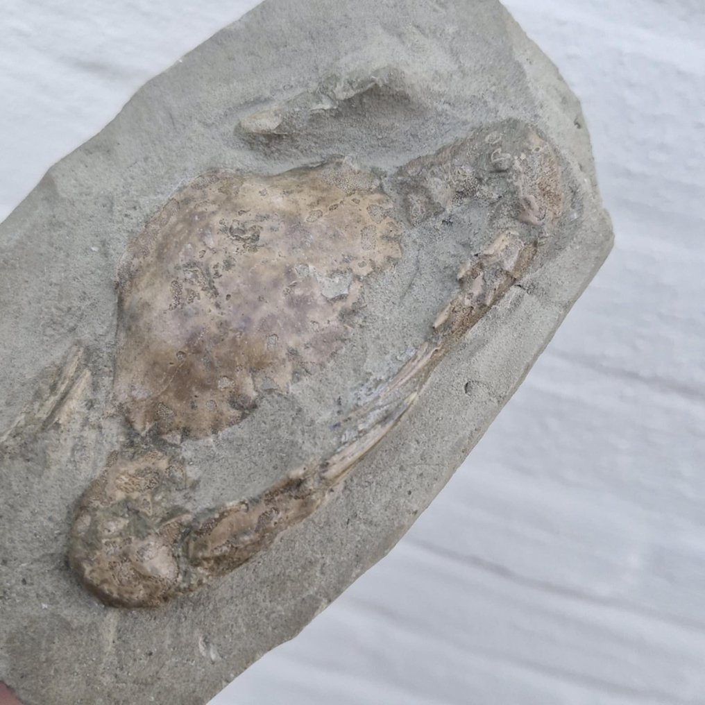 Caranguejo fóssil - Esqueleto fóssil - Charybdis sp. - 139 mm - 87 mm (Sem preço de reserva) #3.2