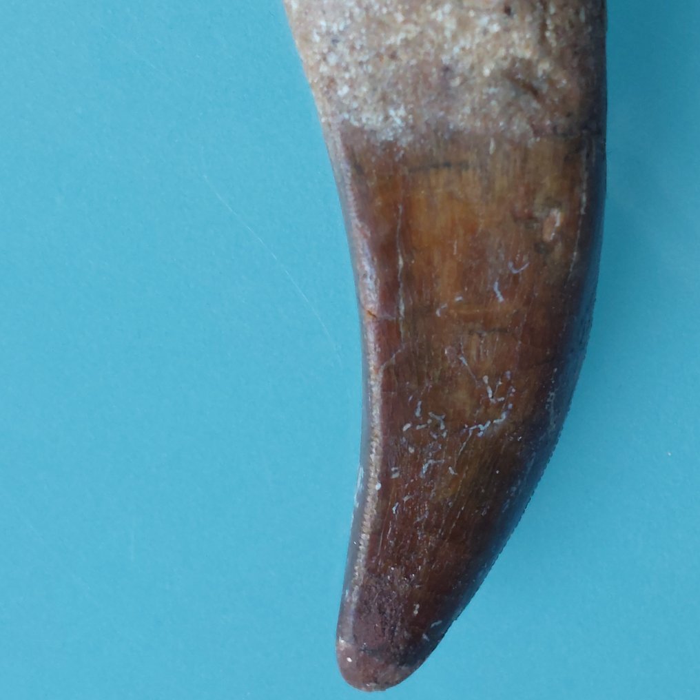 Dinosaur - Fossil tooth - Carcharodontosaurus sp. Gigantischer Zahn mit Wurzelerhaltung - 82 mm - 25 mm #1.0