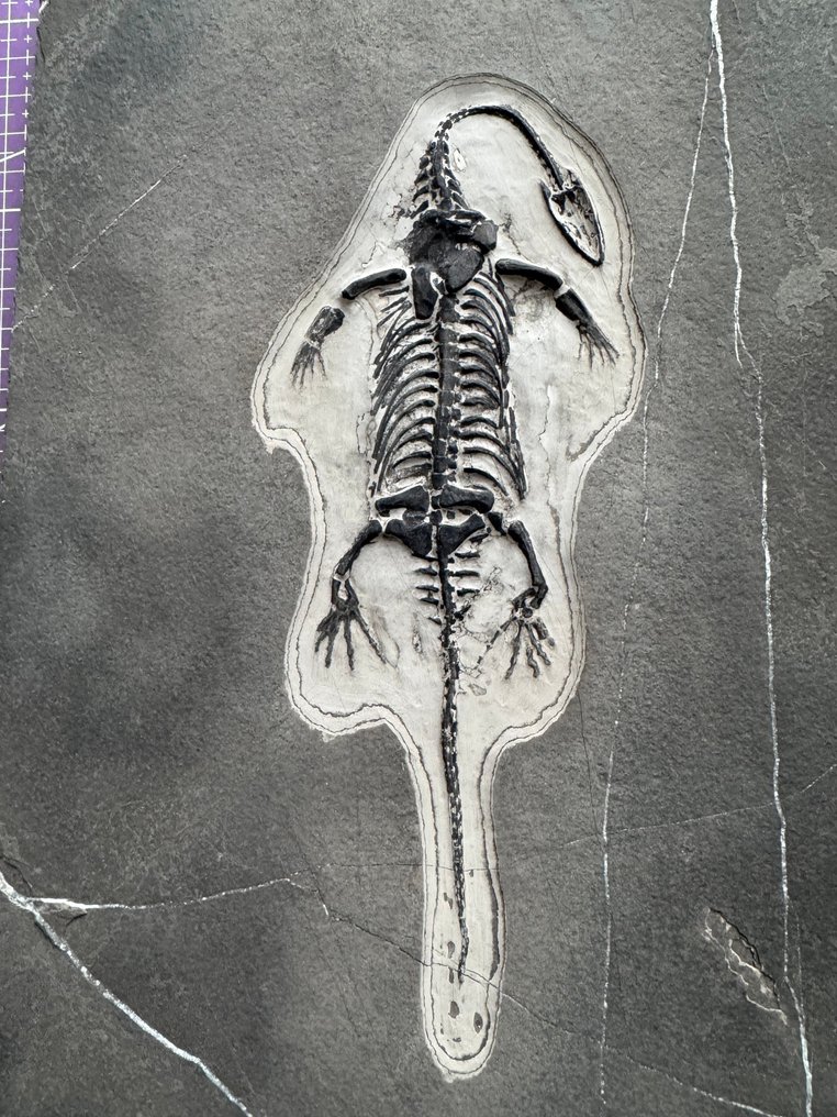 Rettile fossile: Keichousaurus - Triassico - Animale fossilizzato - Keichousaurus - 29 cm - 18 cm (Senza prezzo di riserva) #1.0