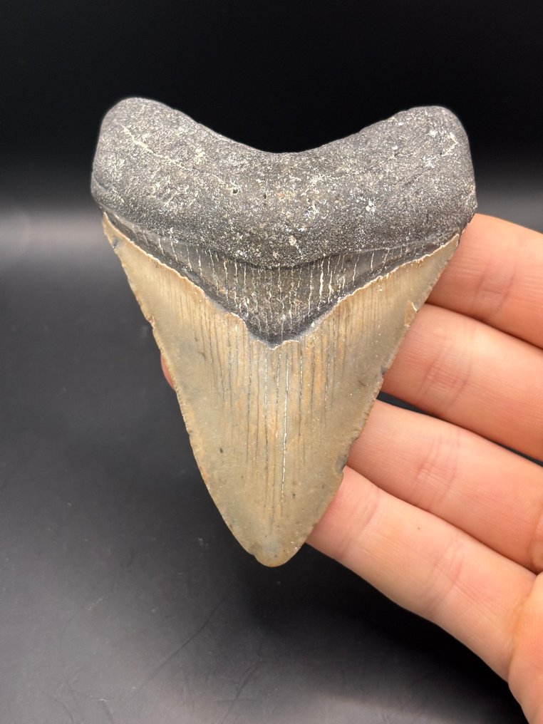 Megalodon - Fossiler Zahn - Carcharias Megalodon - 9.7 cm - 7.4 cm #1.0