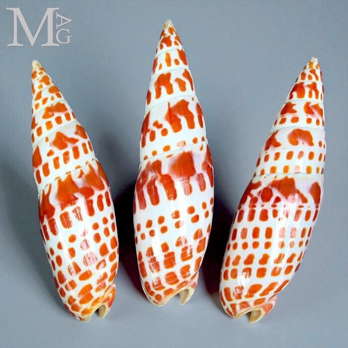 Set of Large Episcopal Miter Shells - Mitra Mitra - Height: 138 mm - Width: 38 mm- 270 g #1.0