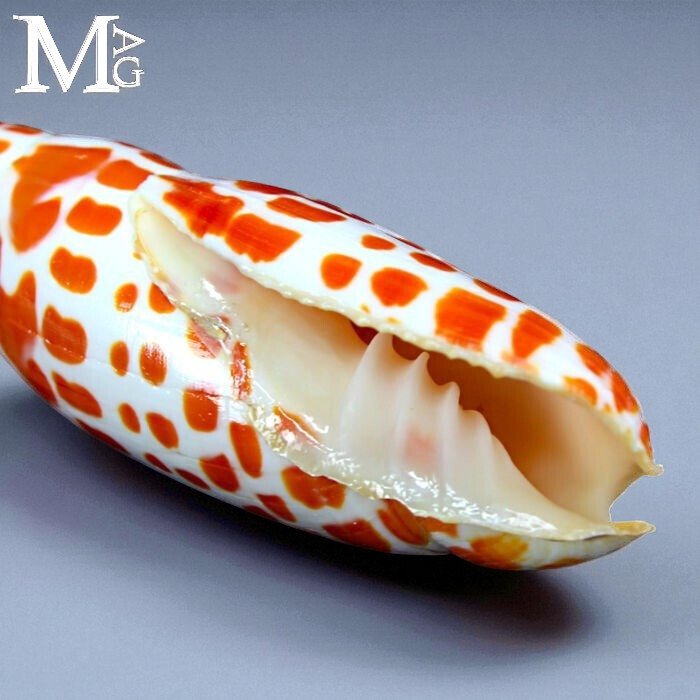 Set of Large Episcopal Miter Shells - Mitra Mitra - Height: 138 mm - Width: 38 mm- 270 g #4.3