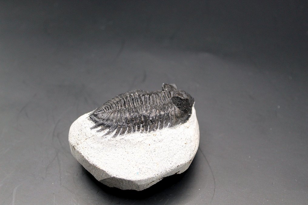 Trilobite - Fossil matrise - Coltraneia  (Ingen reservasjonspris) #1.0