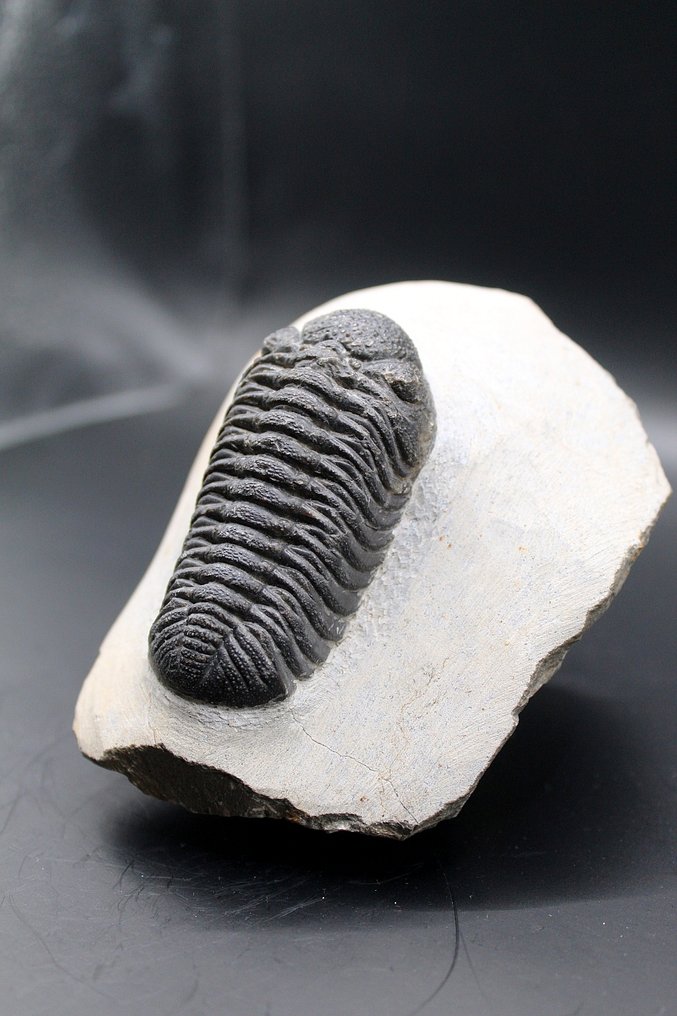 三叶虫 - 矩阵化石 - Phacops sp  (没有保留价) #1.0