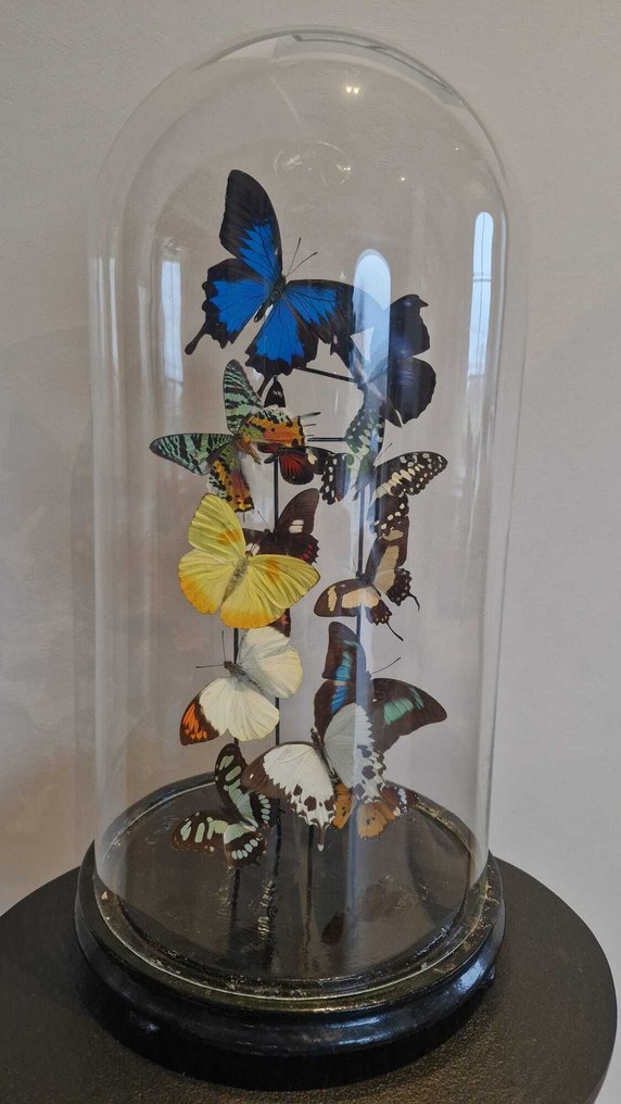 Πεταλούδα Βάση ταρίχευσης ολόκληρου σώματος - Mix tropische vlinders in antieke stolp - 60 cm - 25 cm - 25 cm - Είδη που δεν ανήκουν στο CITES #1.0