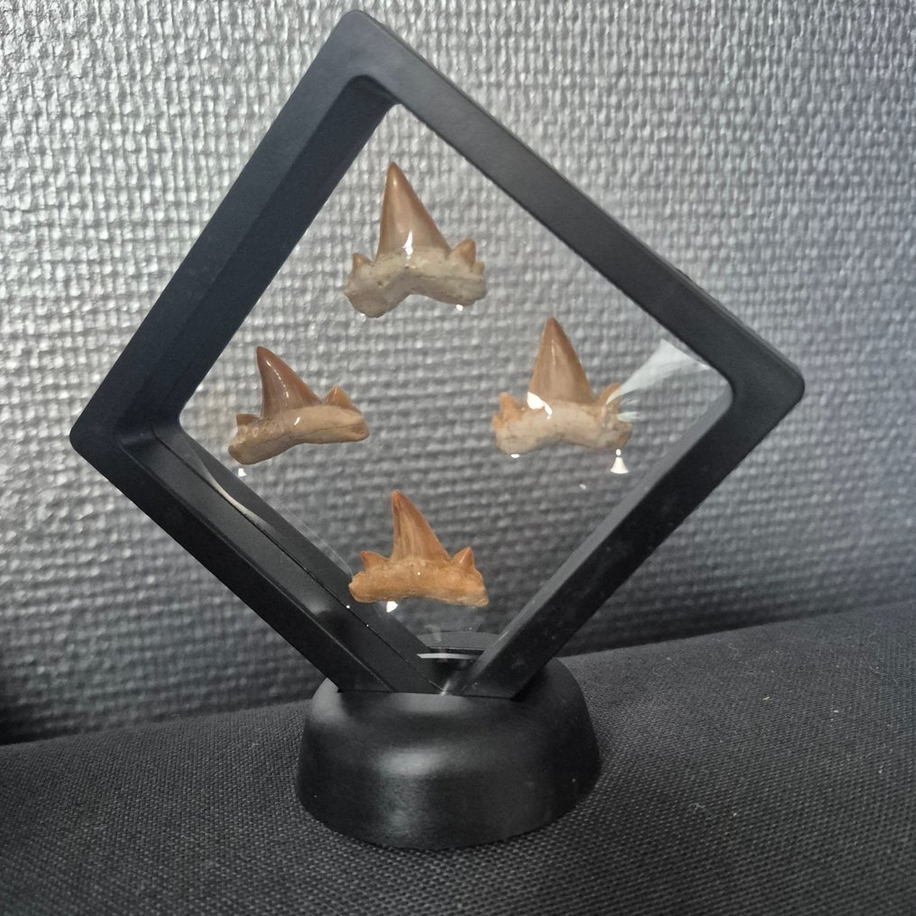 Otodus - Dinte fosilă - Mooie collectie fossiele tanden - Otodus Obliqus Haai - 11 cm - 11 cm  (Fără preț de rezervă) #1.0