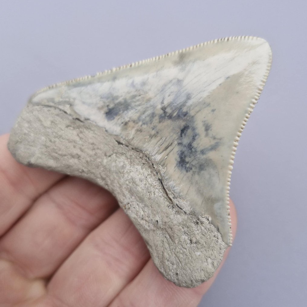 巨齿鲨（后部） - 牙齒化石 - megaselachus megalodon - 72 mm - 66 mm  (沒有保留價) #3.2