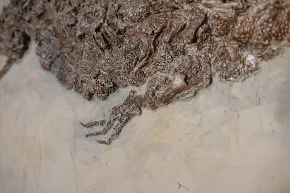 Krokodil - Fossiles Skelett - Diplocynodon sp. - 59 cm - 115.5 cm #4.3