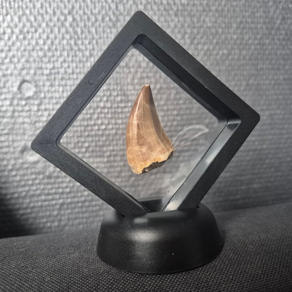 Set in display boxes Tand - Spinosaurus - 8 cm - 2 cm - 2 cm -  (2) #3.2