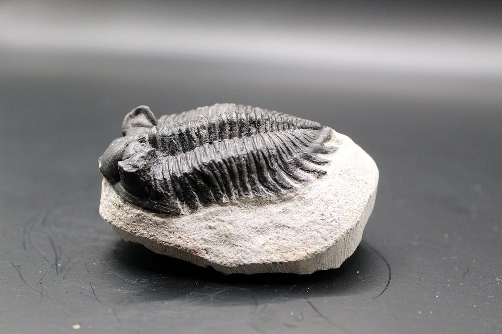 Trilobite - Fossil matrise - Coltraneia  (Ingen reservasjonspris) #2.1