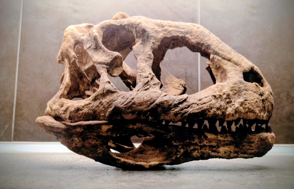 恐龙 - 头骨化石 - 37 cm - 20 cm #4.3