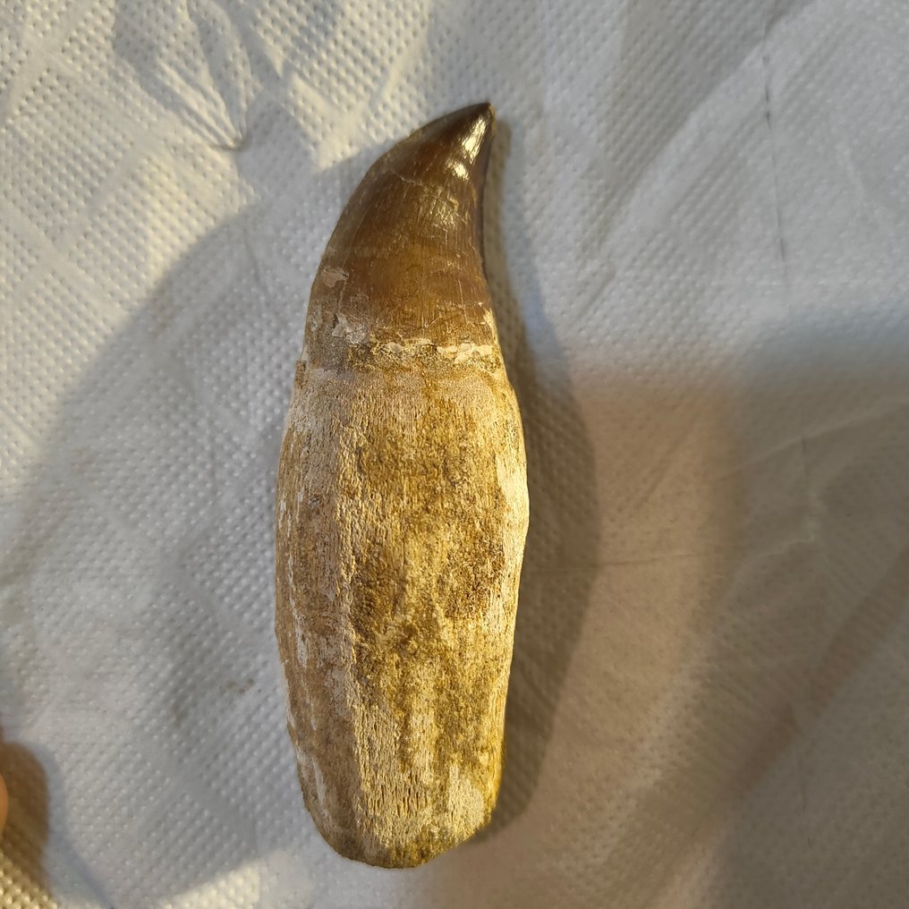 Mosassauro - Dente fóssil - dientes (Sem preço de reserva) #1.0