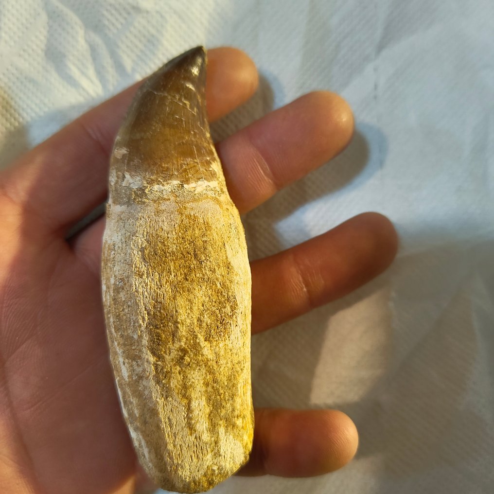 Mosassauro - Dente fóssil - dientes (Sem preço de reserva) #2.1