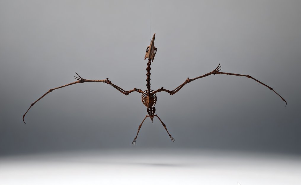 巨型骨架模型，1:3比例树脂复制品 帶頭骨的全骨架 - Pteranodon - 55 cm - 200 cm - 98 cm #4.3
