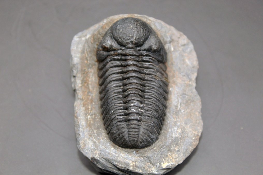 Trilobite - Fossil matrise - PHACOPS sp. (Ingen reservasjonspris) #2.1