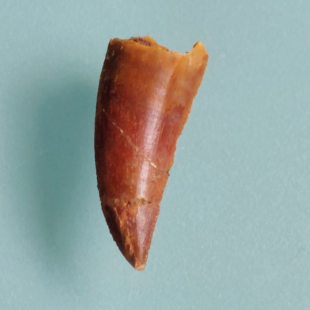 Dinosaur - Fossil tooth - Abelisaurus - 23 mm - 10 mm  (No reserve price) #2.1