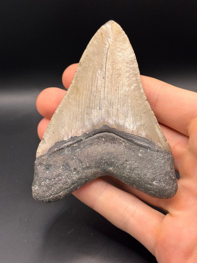 Megalodon - Απολιθωμένο δόντι - Carcharias Megalodon - 9.9 cm - 7.2 cm #3.2