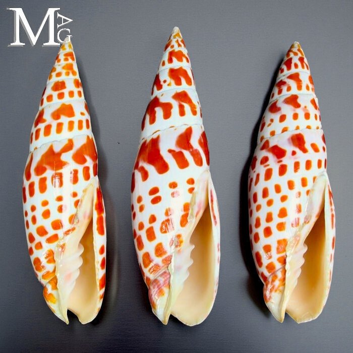 Set of Large Episcopal Miter Shells - Mitra Mitra - Height: 138 mm - Width: 38 mm- 270 g #2.1