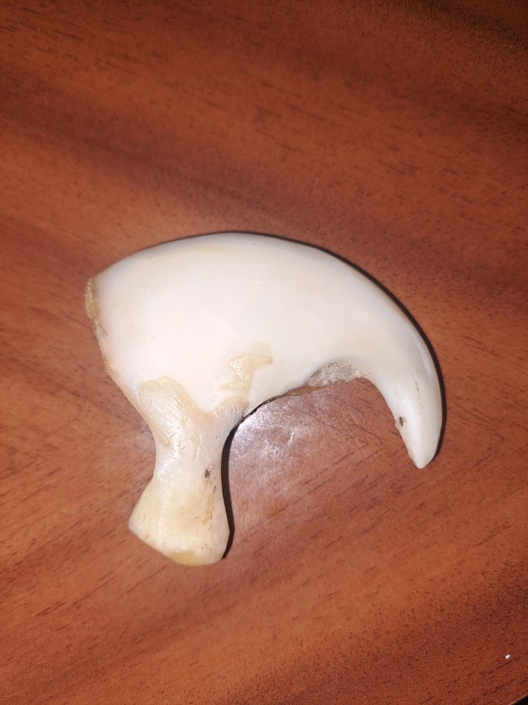 Αφρικαντικό νύχι λιονταριού Οστό - Panthera leo - 51 mm - 55 mm - 14 mm- Παράρτημα ΙΙ του  CITES - Παράρτημα Β στην ΕΕ -  (1) #2.1