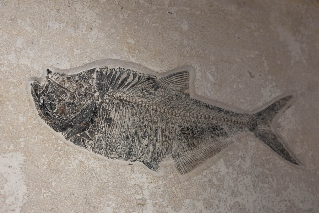 Poisson - Squelette fossile - "Aspiration" Diplomystus dentatus - 60 cm - 101 cm #1.0