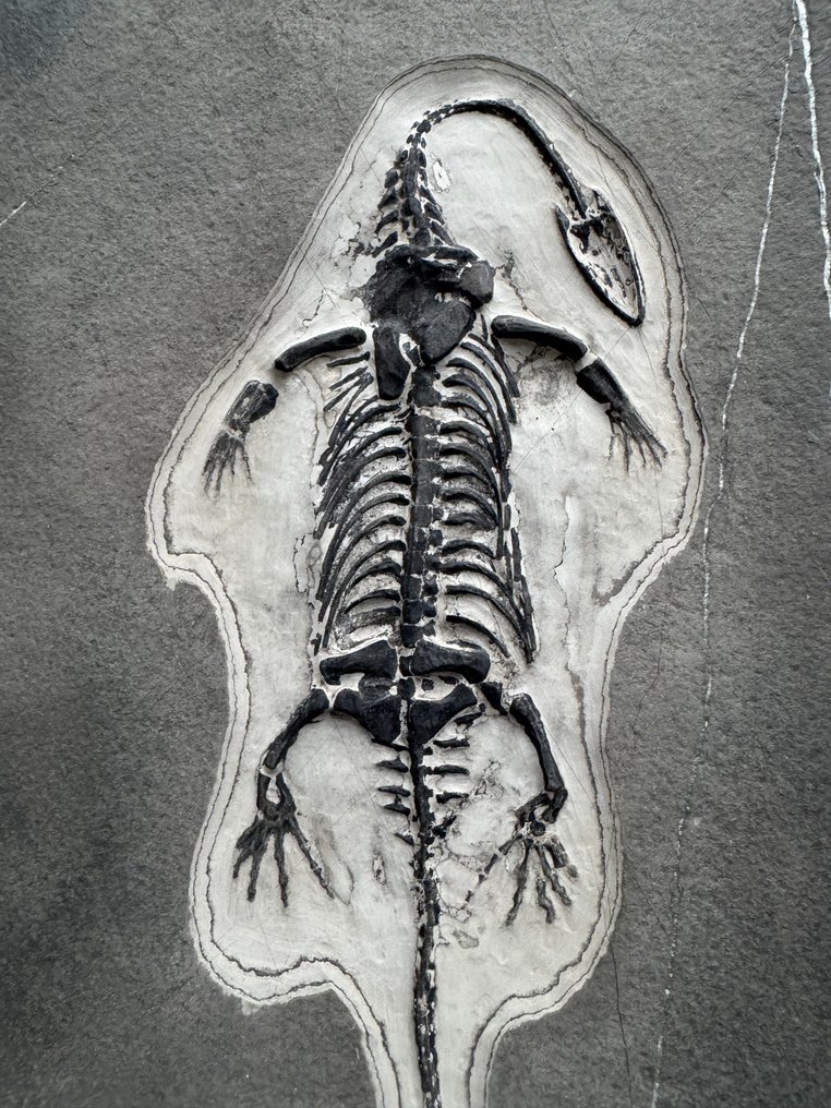 Rettile fossile: Keichousaurus - Triassico - Animale fossilizzato - Keichousaurus - 29 cm - 18 cm (Senza prezzo di riserva) #2.1