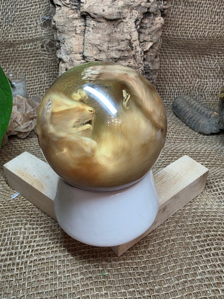 Gatto Allestimento tassidermico a corpo intero - Hauskatze Kitten Katze Nasspräparat in Schneekugel - 10 cm - 8 cm - 8 cm - Specie non CITES - 1 #1.0