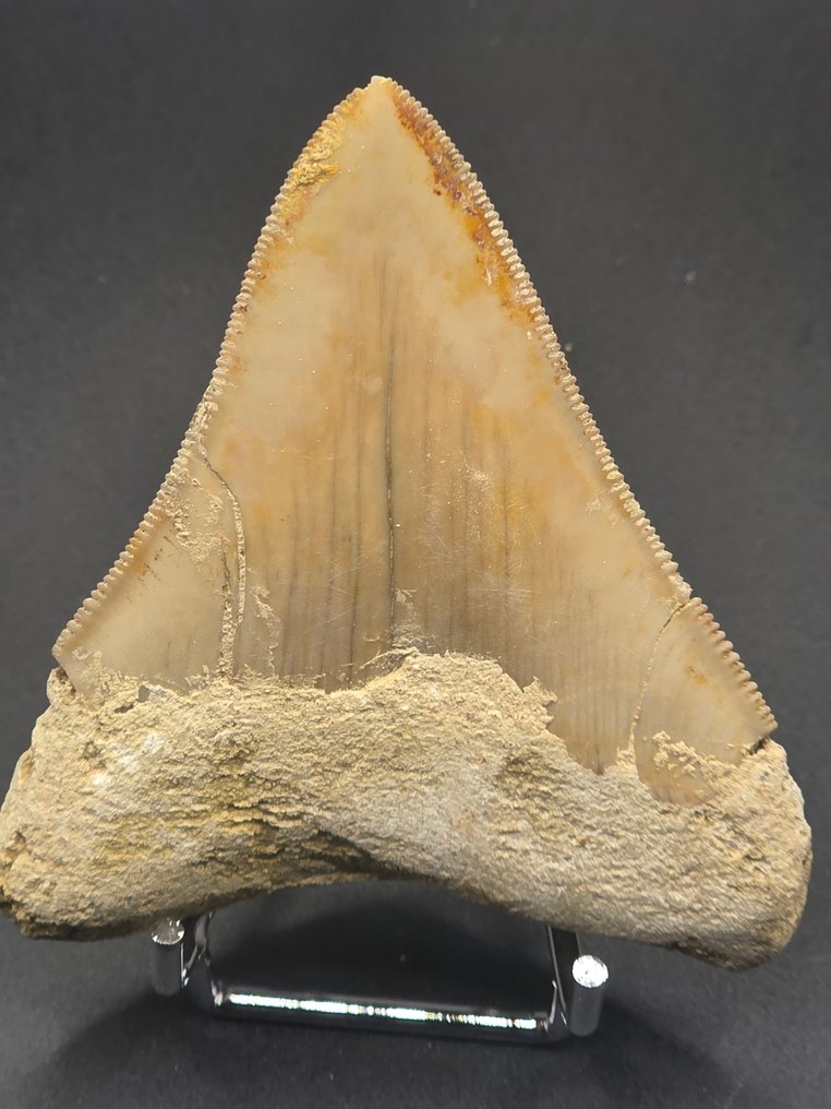 Megalodon - Dinte fosilă - 8 cm  (Fără preț de rezervă) #1.0