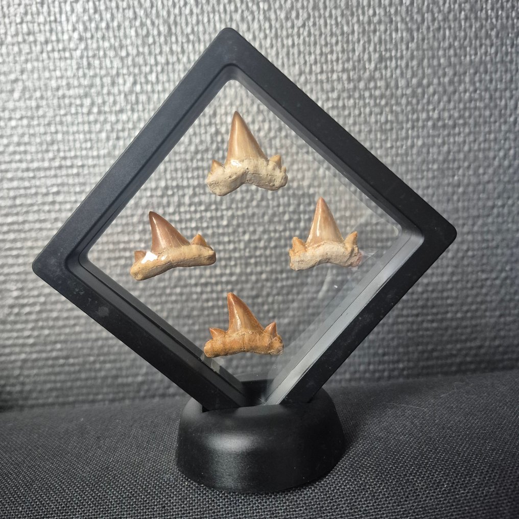 Otodus - Dinte fosilă - Mooie collectie fossiele tanden - Otodus Obliqus Haai - 11 cm - 11 cm  (Fără preț de rezervă) #1.0