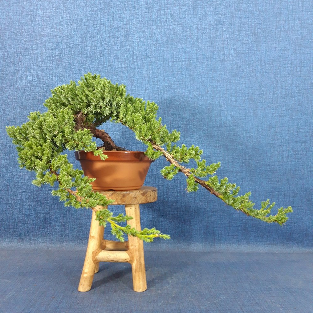 Juniper bonsai (Juniperus) - 高度 (樹): 14 cm - 深度 (樹): 43 cm - 西班牙 #1.0