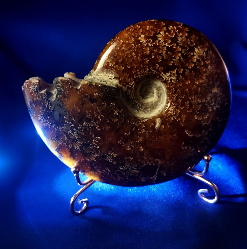 Ammonit - Tierfossil - Jurassic AA Ammonit Kopffüsser 400 g 11,8 x 9,4cm wundervolles Stück mit bestens erhaltenen Loben!  (Ohne mindestpreis) #4.3