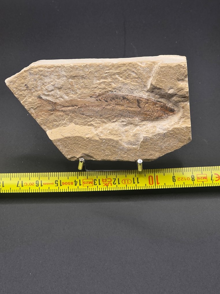 Tierfossil - fish - 9 cm  (Ohne mindestpreis) #2.1