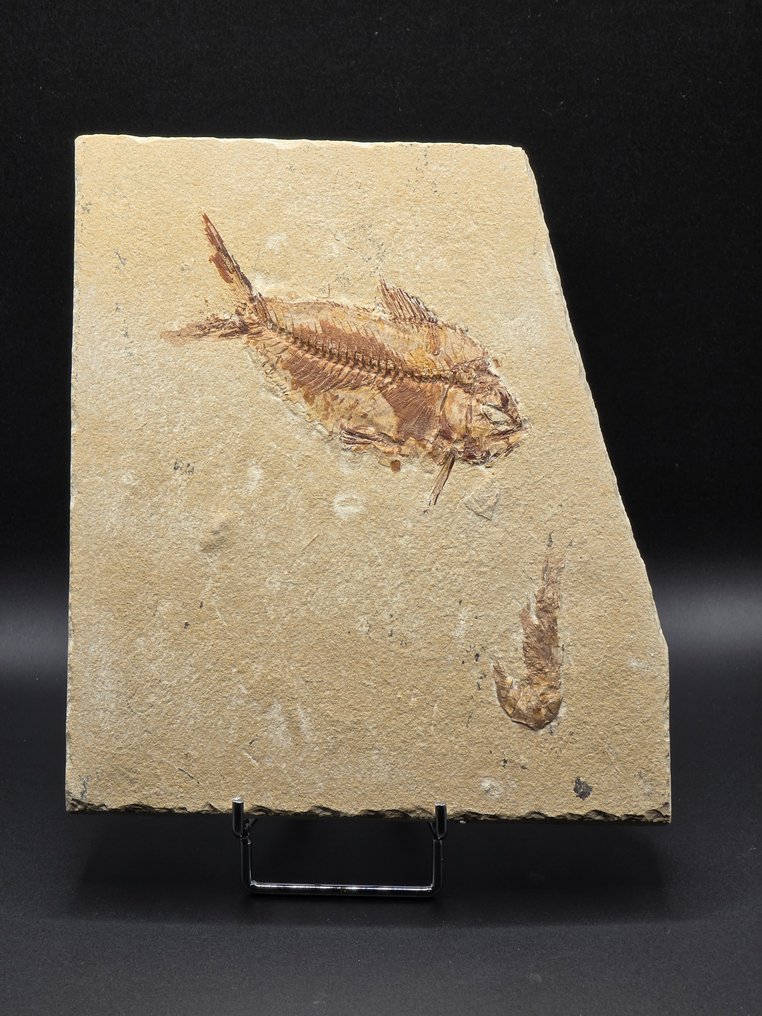 動物化石 - Shrimps/fish - 18 cm #1.0