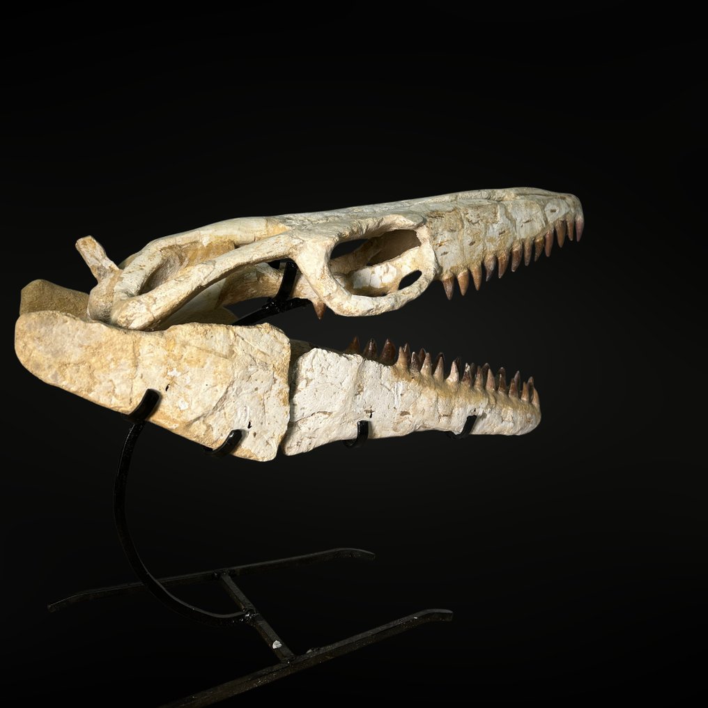 Mosassauro - Crânio fóssil - Mosasaurus sp. - 39 cm - 54 cm  (Sem preço de reserva) #2.1