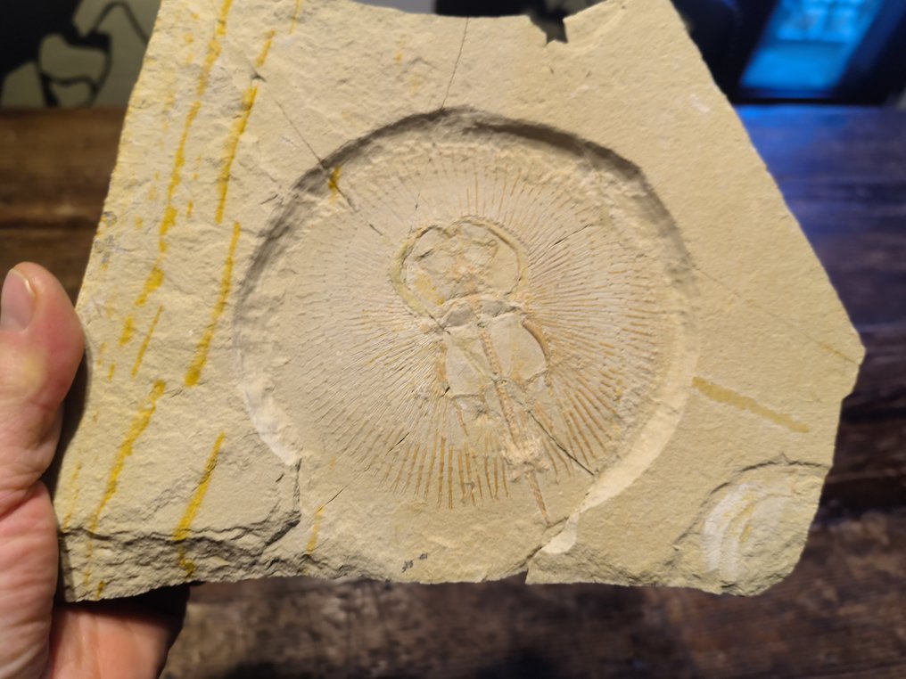 Fisk - Fossilt skelet #1.0