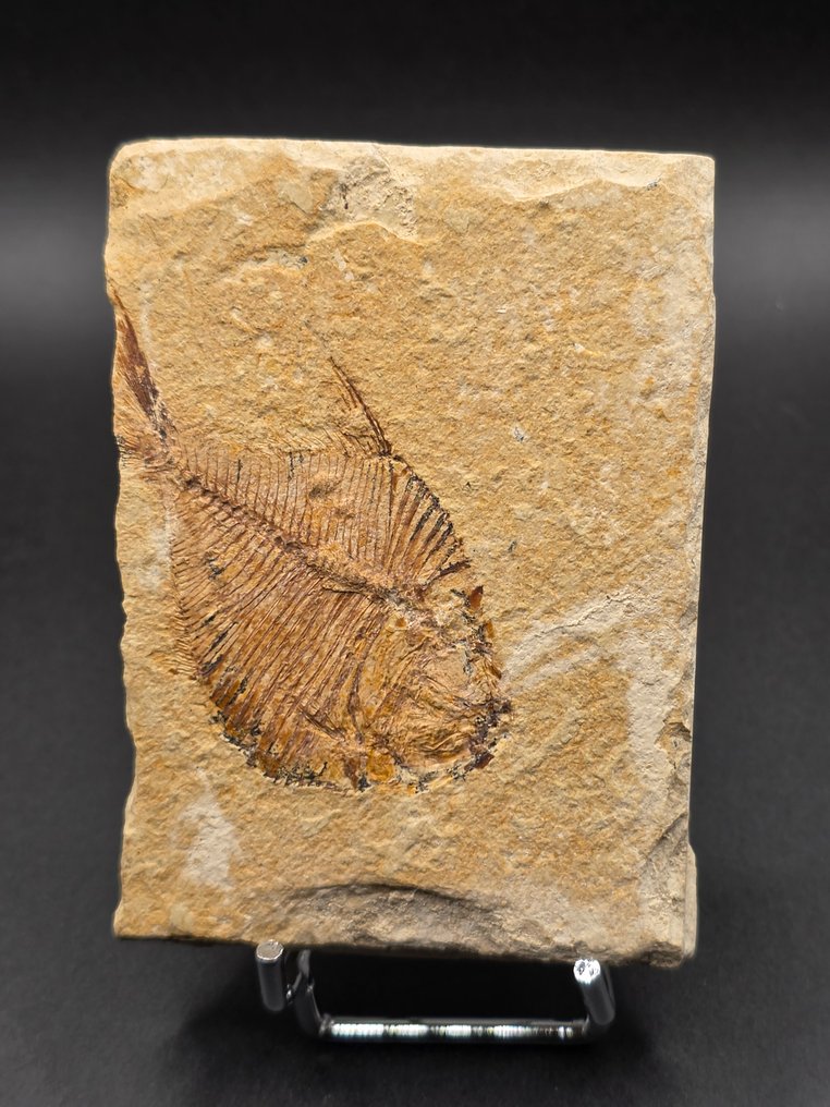 Fossile dyr - fish - 9 cm #2.1