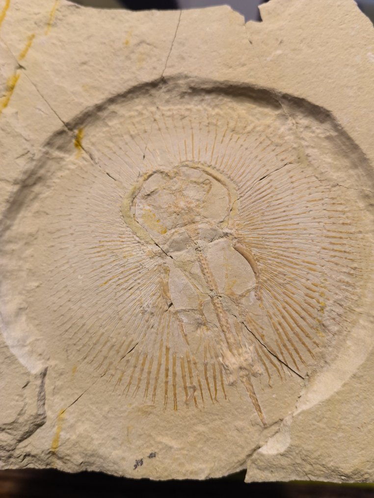 Fisk - Fossilt skelet #1.0