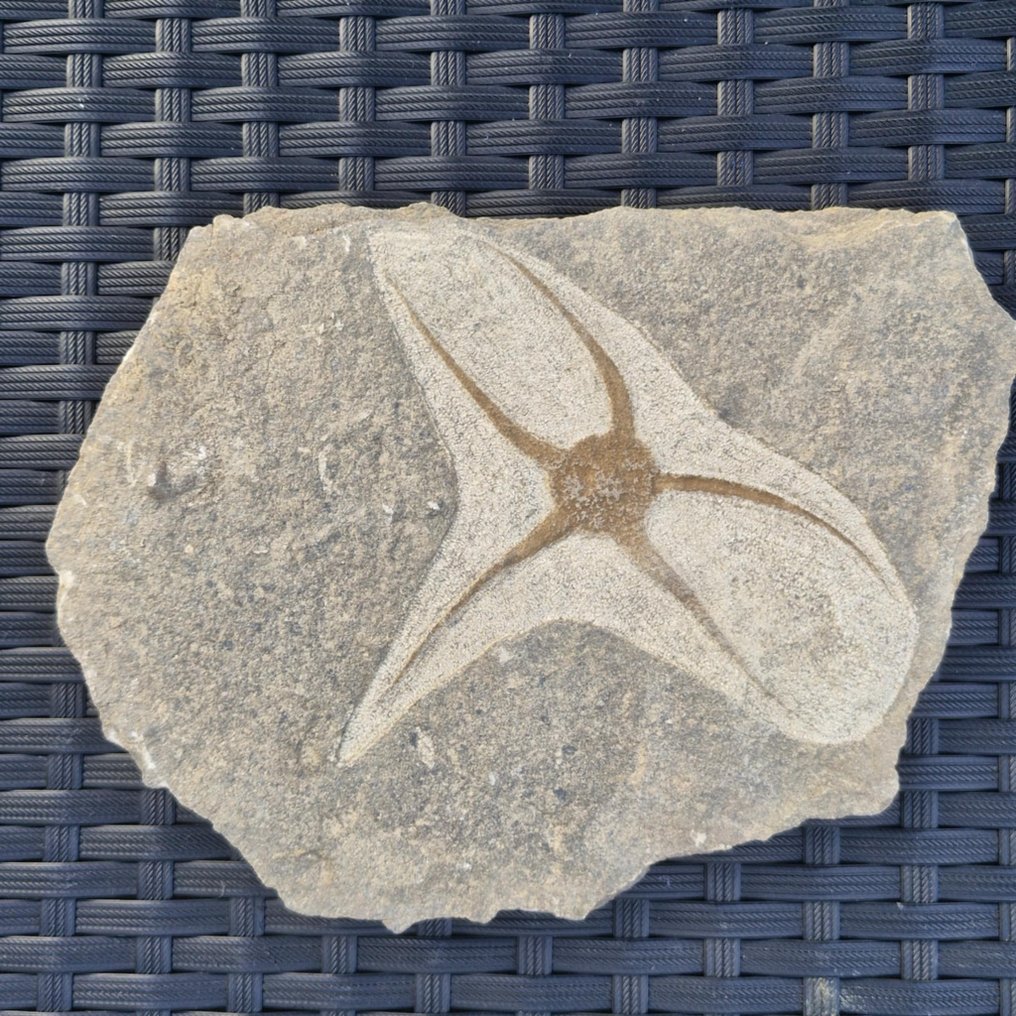 1 εύθραυστο αστέρι - Απολίθωμα πλάκας θνησιμότητας - Ophiuroidea - 227 mm - 166 mm  (χωρίς τιμή ασφαλείας) #4.3