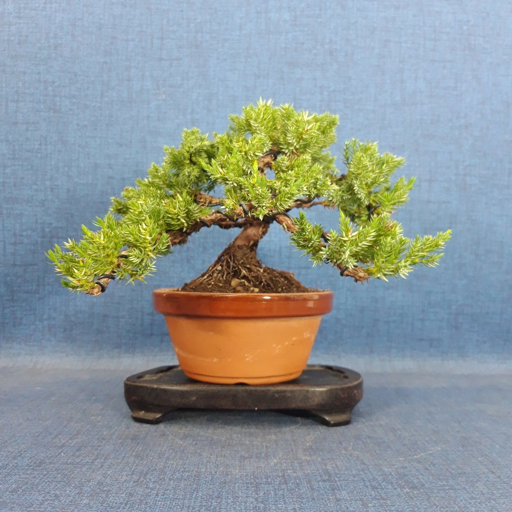 Juniper bonsai (Juniperus) - 高度 (樹): 14 cm - 深度 (樹): 28 cm - 西班牙 #1.0