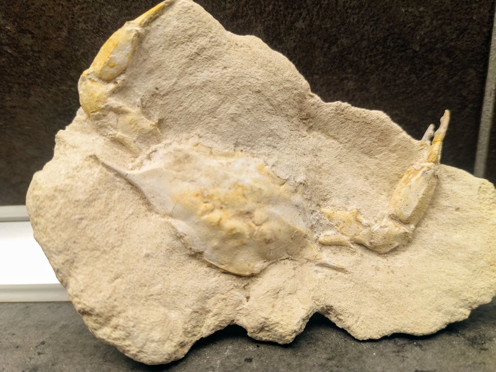 Crab Carapace - Neptunus granulatus - 3.2 cm - 10.5 cm - 5 cm #1.0