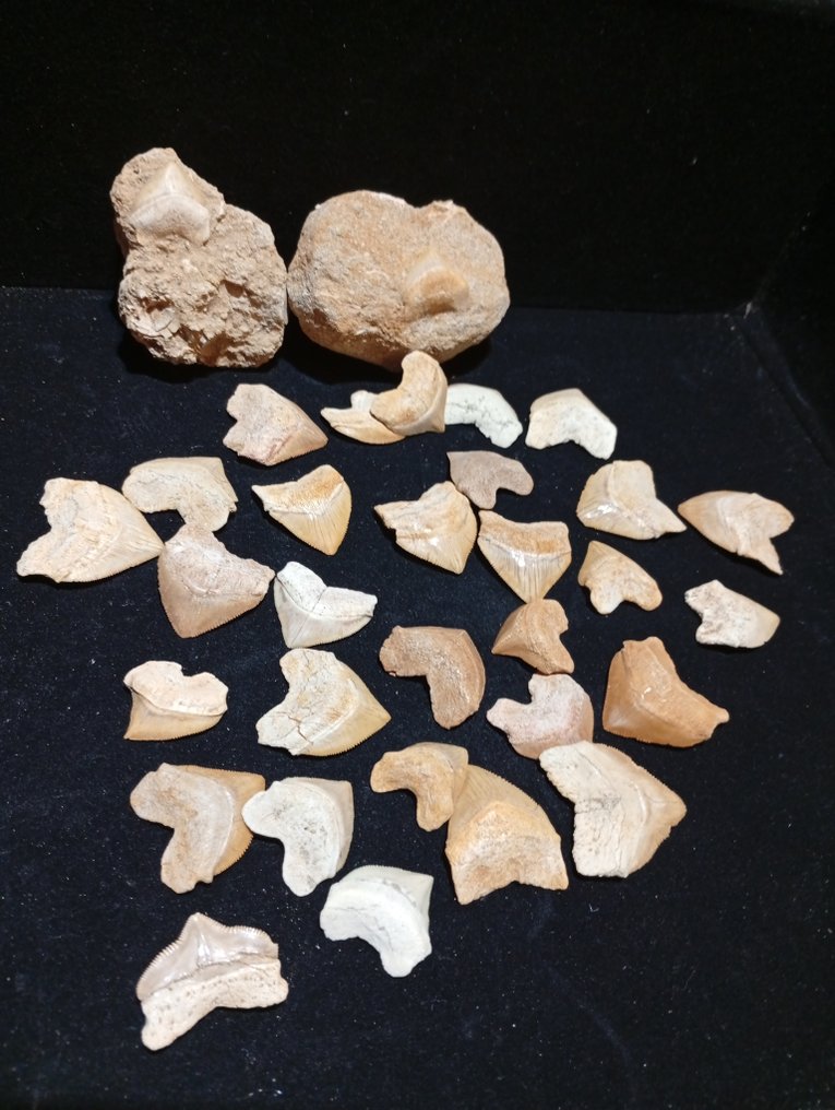 Shark Set of teeth - Corax - 4 cm - 3 cm - 0 cm - (32) #1.0