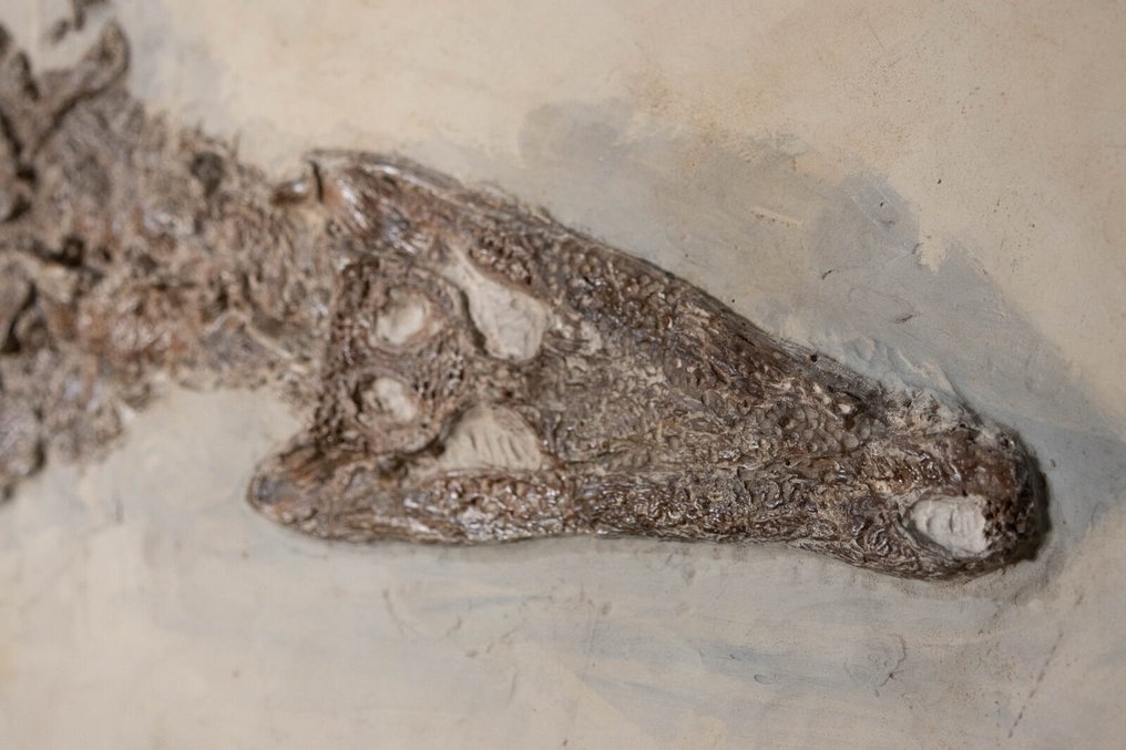 Krokodil - Fossiles Skelett - Diplocynodon sp. - 59 cm - 115.5 cm #1.0