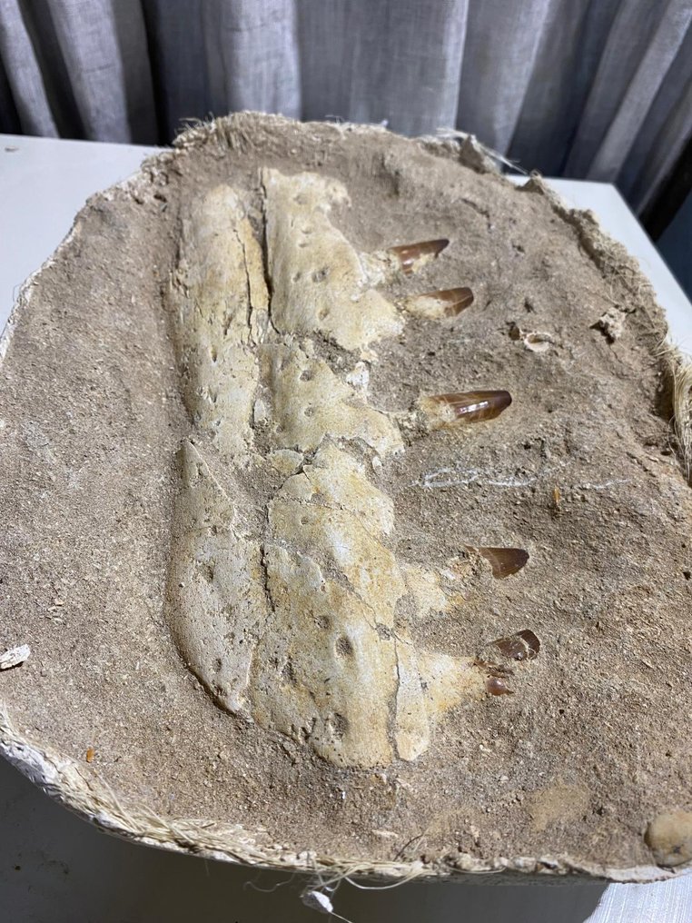 Mosasaur - Fossil tooth - 27 cm - 11.5 cm (No reserve price) #4.3