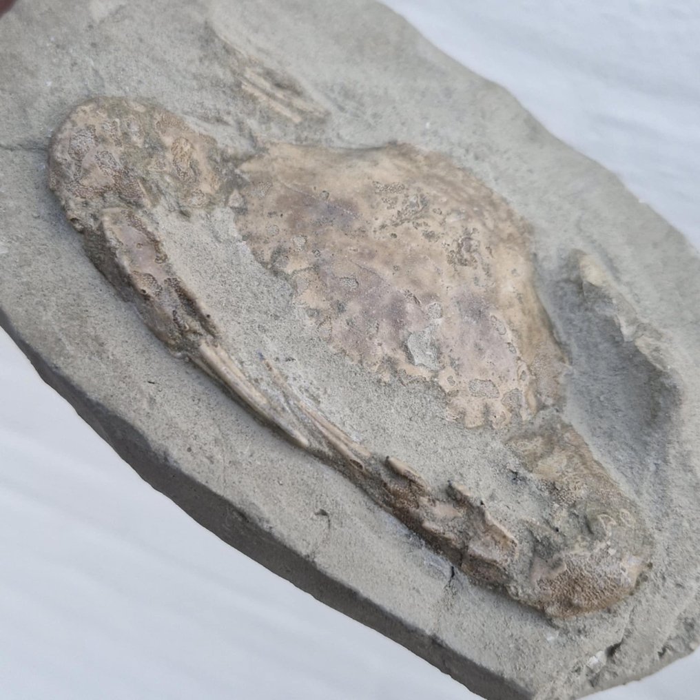 Caranguejo fóssil - Esqueleto fóssil - Charybdis sp. - 139 mm - 87 mm (Sem preço de reserva) #2.1